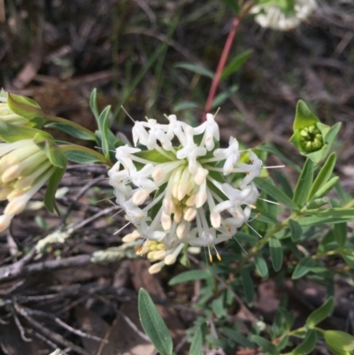 Pimelea linifolia (Slender Rice Flower) at Mount Majura - 18 Sep 2020 by WalterEgo