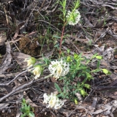 Pimelea linifolia at Downer, ACT - 19 Sep 2020