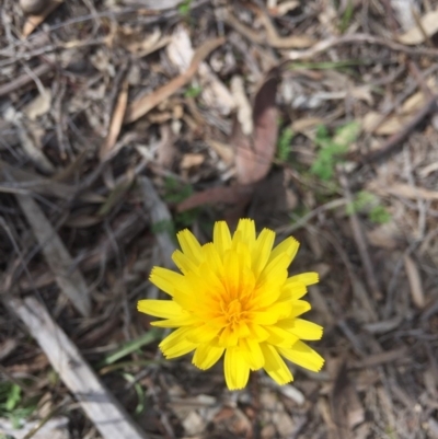 Microseris walteri (Yam Daisy, Murnong) at Mount Majura - 18 Sep 2020 by WalterEgo