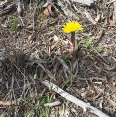 Microseris walteri at Mount Majura - 19 Sep 2020