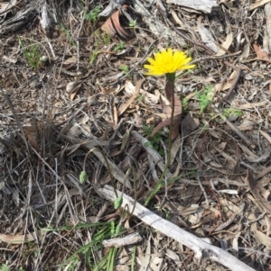 Microseris walteri at Mount Majura - 19 Sep 2020 04:47 AM