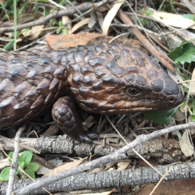 Tiliqua rugosa (Shingleback Lizard) at Mount Majura - 18 Sep 2020 by WalterEgo