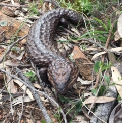 Tiliqua rugosa at Downer, ACT - 19 Sep 2020