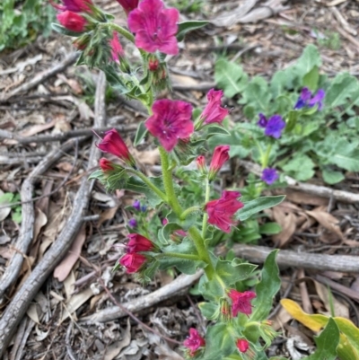 Echium plantagineum (Paterson's Curse) at Hughes Grassy Woodland - 19 Sep 2020 by LisaH