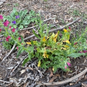 Echium plantagineum at Hughes, ACT - 19 Sep 2020 11:31 AM