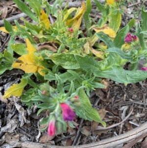 Echium plantagineum at Hughes, ACT - 19 Sep 2020