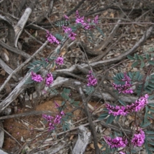 Indigofera australis subsp. australis at Deakin, ACT - 19 Sep 2020 12:38 PM