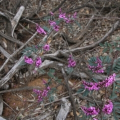 Indigofera australis subsp. australis (Australian Indigo) at Deakin, ACT - 19 Sep 2020 by LisaH