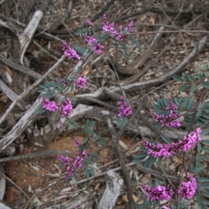 Indigofera australis subsp. australis at Deakin, ACT - 19 Sep 2020