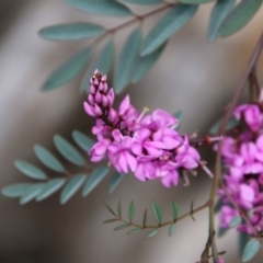 Indigofera australis subsp. australis at Deakin, ACT - 19 Sep 2020