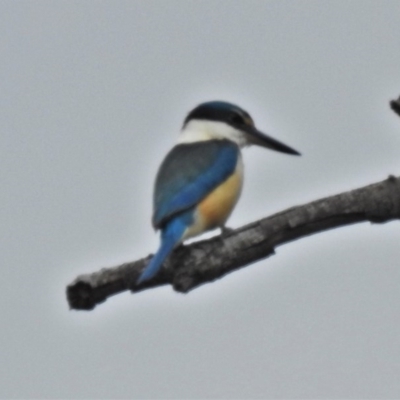 Todiramphus sanctus (Sacred Kingfisher) at Stony Creek - 19 Sep 2020 by JohnBundock