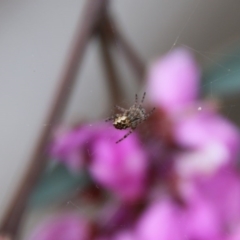 Araneus hamiltoni (Hamilton's Orb Weaver) at Deakin, ACT - 19 Sep 2020 by LisaH