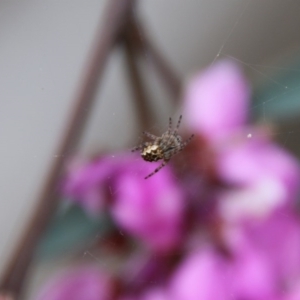 Araneus hamiltoni at Deakin, ACT - 19 Sep 2020