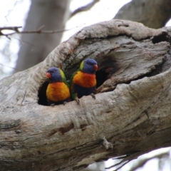 Trichoglossus moluccanus (Rainbow Lorikeet) at Hughes, ACT - 19 Sep 2020 by LisaH