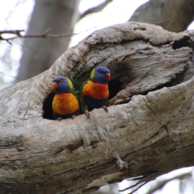 Trichoglossus moluccanus (Rainbow Lorikeet) at Hughes Grassy Woodland - 19 Sep 2020 by LisaH