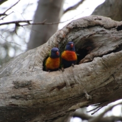 Trichoglossus moluccanus at Hughes, ACT - 19 Sep 2020