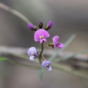 Glycine clandestina at Hughes, ACT - 19 Sep 2020