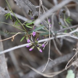 Glycine clandestina at Hughes, ACT - 19 Sep 2020