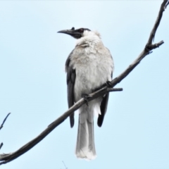 Philemon corniculatus (Noisy Friarbird) at Uriarra Recreation Reserve - 19 Sep 2020 by JohnBundock