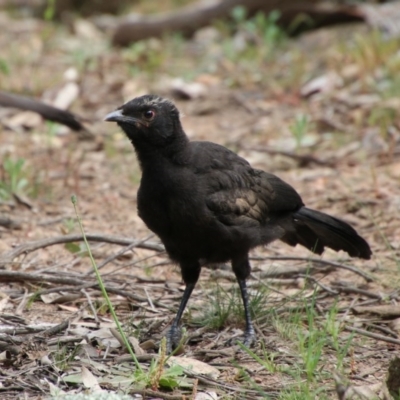 Corcorax melanorhamphos (White-winged Chough) at Red Hill Nature Reserve - 19 Sep 2020 by LisaH