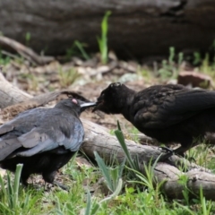 Corcorax melanorhamphos at Hughes, ACT - 19 Sep 2020