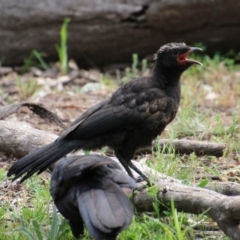 Corcorax melanorhamphos at Hughes, ACT - 19 Sep 2020 12:09 PM