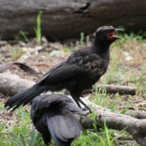 Corcorax melanorhamphos at Hughes, ACT - 19 Sep 2020