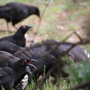 Corcorax melanorhamphos at Hughes, ACT - 19 Sep 2020