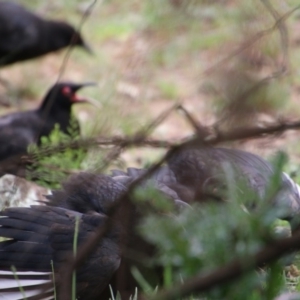 Corcorax melanorhamphos at Hughes, ACT - 19 Sep 2020