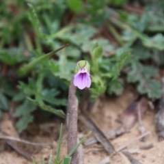 Erodium botrys (Long Storksbill) at Hughes Grassy Woodland - 19 Sep 2020 by LisaH