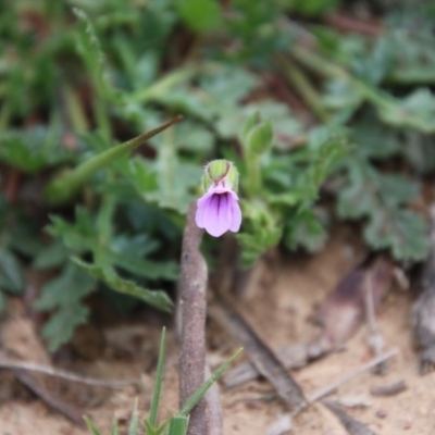 Erodium botrys (Long Storksbill) at Hughes, ACT - 19 Sep 2020 by LisaH