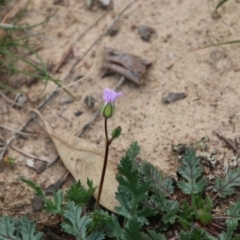 Erodium botrys at Hughes, ACT - 19 Sep 2020