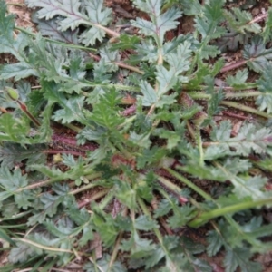 Erodium botrys at Hughes, ACT - 19 Sep 2020 11:48 AM