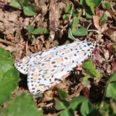 Utetheisa pulchelloides (Heliotrope Moth) at Red Hill to Yarralumla Creek - 17 Sep 2020 by LisaH