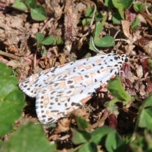 Utetheisa pulchelloides at Hughes, ACT - 17 Sep 2020