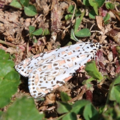 Utetheisa pulchelloides (Heliotrope Moth) at Red Hill Nature Reserve - 17 Sep 2020 by LisaH
