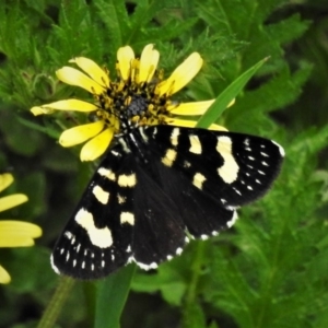 Phalaenoides tristifica at Coree, ACT - 19 Sep 2020