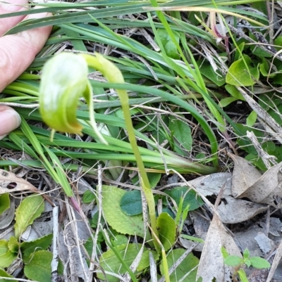 Pterostylis nutans (Nodding Greenhood) at Albury - 5 Sep 2020 by ClaireSee