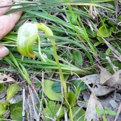 Pterostylis nutans (Nodding Greenhood) at Albury, NSW - 5 Sep 2020 by ClaireSee