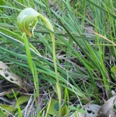 Pterostylis nutans at Albury, NSW - suppressed