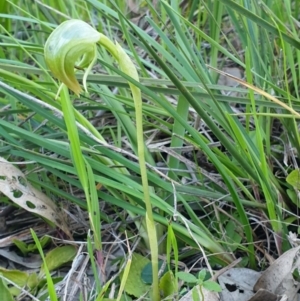Pterostylis nutans at Albury, NSW - suppressed