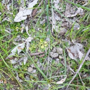 Pterostylis nutans at Albury, NSW - 5 Sep 2020