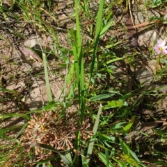 Lomandra multiflora (Many-flowered Matrush) at Wodonga, VIC - 19 Sep 2020 by ClaireSee