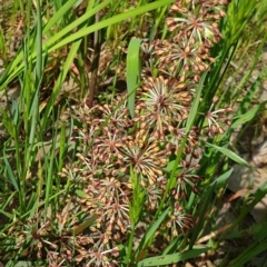 Lomandra multiflora at Wodonga, VIC - 19 Sep 2020