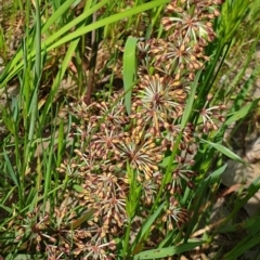 Lomandra multiflora at Wodonga, VIC - 19 Sep 2020 12:13 PM