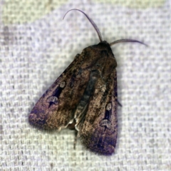 Agrotis infusa (Bogong Moth, Common Cutworm) at O'Connor, ACT - 19 Sep 2020 by ibaird