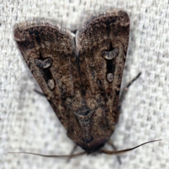 Agrotis infusa at O'Connor, ACT - 19 Sep 2020 09:59 PM