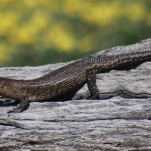 Egernia cunninghami at Gundaroo, NSW - 14 Sep 2020