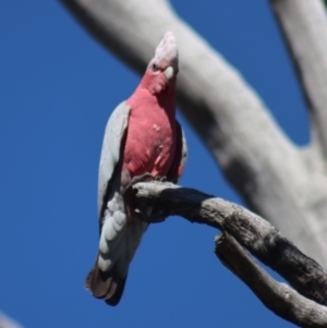 Eolophus roseicapilla at Gundaroo, NSW - 14 Sep 2020