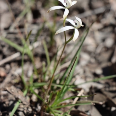 Caladenia ustulata (Brown Caps) at Gundaroo, NSW - 14 Sep 2020 by Gunyijan